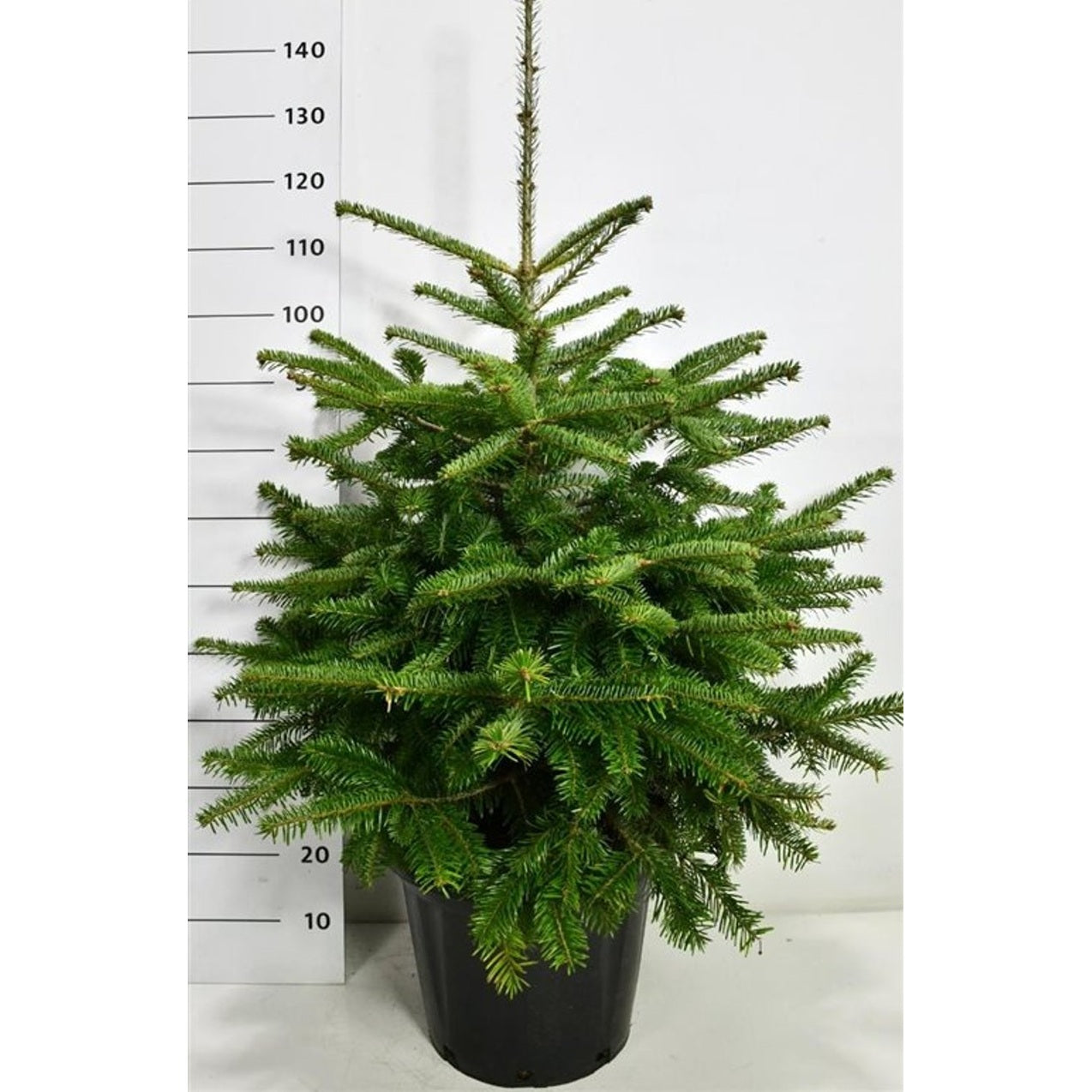 Nordmannsgran – Abies nordmanniana - C25 80-100 cm.